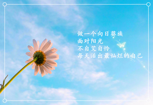 励志文字的小雏菊微信相册封面图