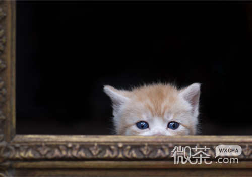 奶萌奶萌的猫猫图片微信朋友圈背景
