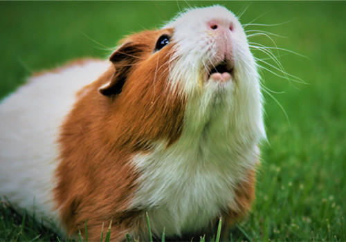 可爱萌萌的仓鼠微信图片素材