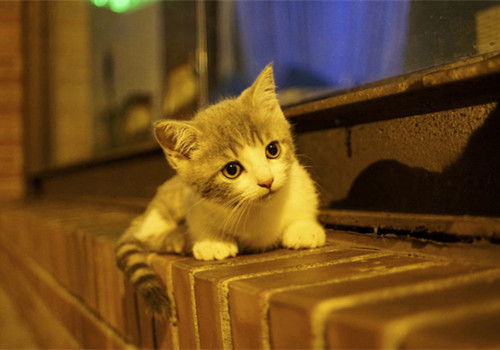 奶萌奶萌的猫猫图片微信朋友圈背景