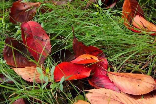 有关枫叶的微信图片素材