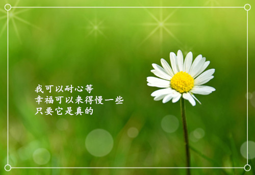 励志文字的小雏菊微信相册封面图