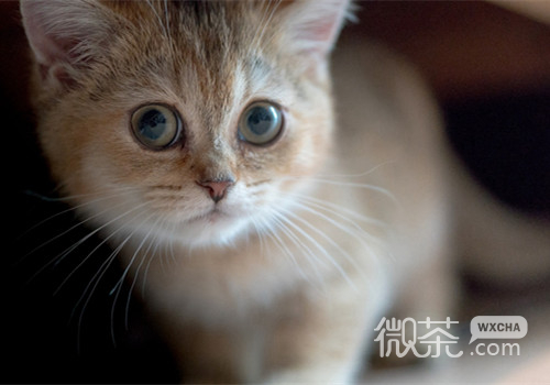 奶萌奶萌的猫猫图片微信朋友圈背景