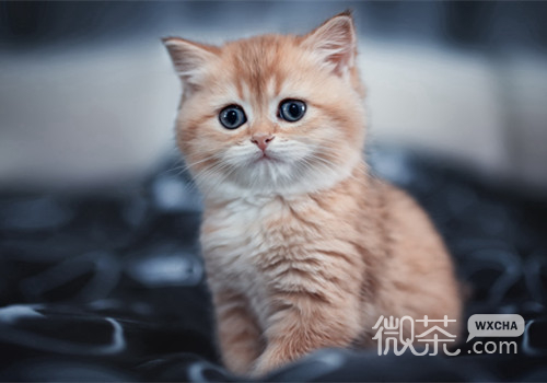 奶萌奶萌的猫猫图片微信朋友圈背景
