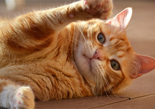 奶萌奶萌的猫猫图片微信朋友圈背景