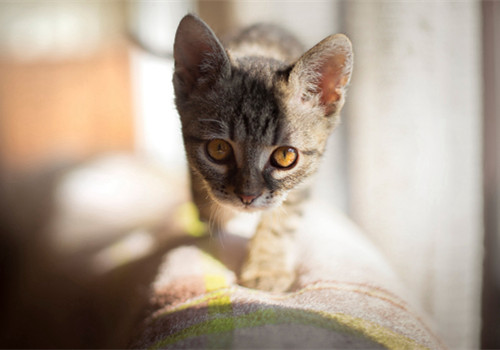 奶萌奶萌的猫猫图片微信朋友圈背景