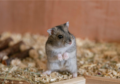 可爱萌萌的仓鼠微信图片素材