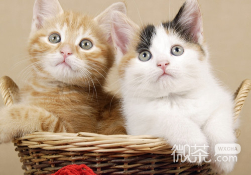 奶萌奶萌的猫猫图片微信朋友圈背景
