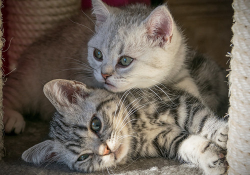奶萌奶萌的猫猫图片微信朋友圈背景