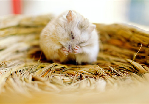 可爱萌萌的仓鼠微信图片素材