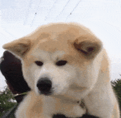 微信近期斗图恶搞表情2020/9/14（二）