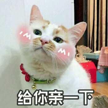 生气微信喵星人表情包