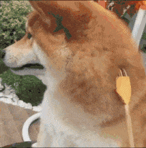 微信近期斗图恶搞表情2020/9/14（二）