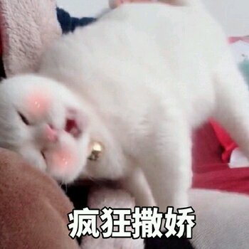 生气微信喵星人表情包