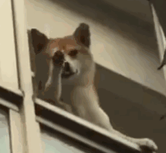 微信给爷死聊天表情包