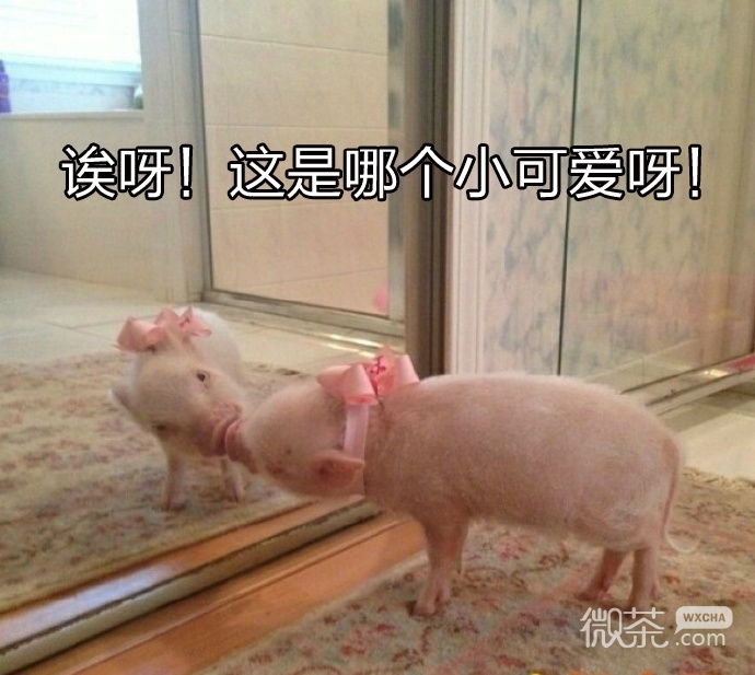 调皮可爱微信表情包
