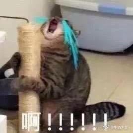 微信近期斗图恶搞表情2020/9/15