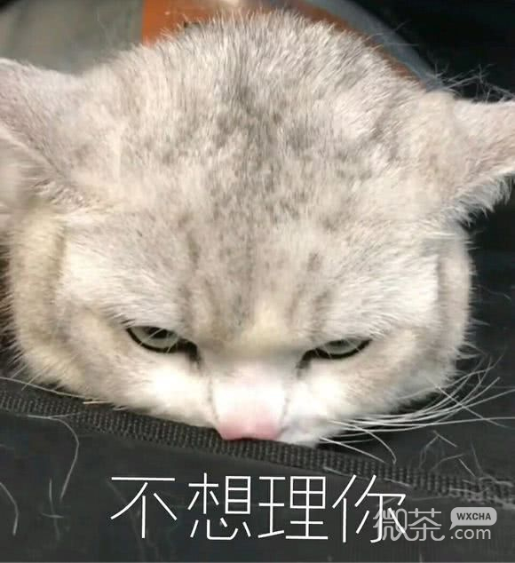 可靠微信斗图表情包