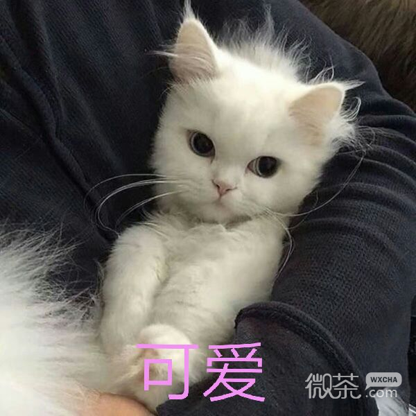 可靠微信斗图表情包