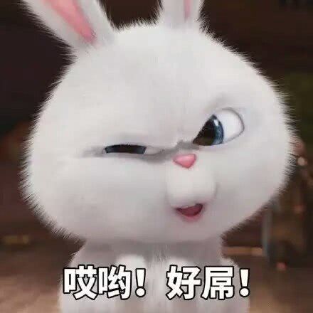 随缘微信聊天表情包