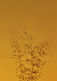 黄色系景色事物微信图片素材