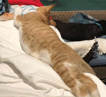 收声微信聊天表情包