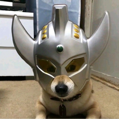 搞怪可爱的萌宠动物微信头像