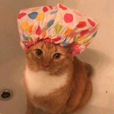 搞怪可爱的萌宠动物微信头像