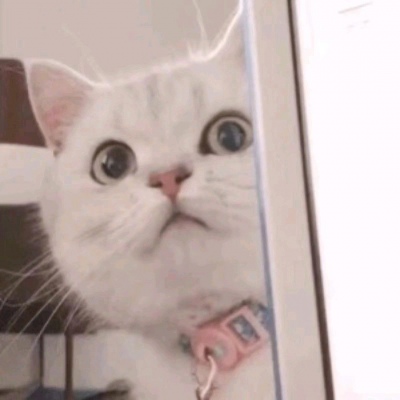 搞怪可爱的萌宠动物微信头像