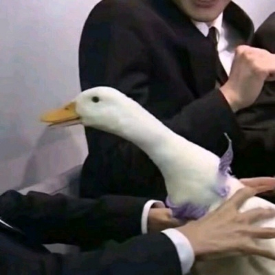 搞怪可爱的萌宠动物微信头像