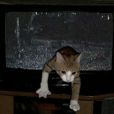 搞怪可爱的萌宠动物微信头像