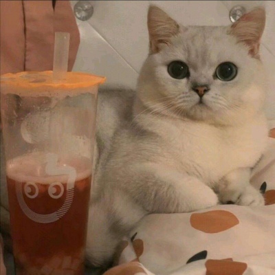 搞怪可爱的萌宠动物微信头像