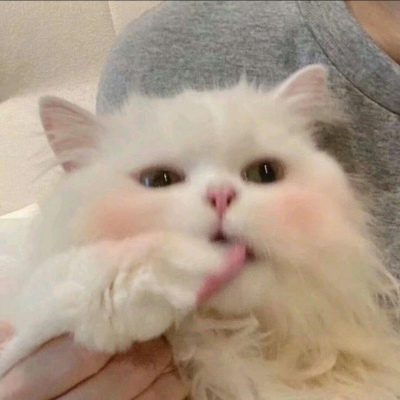 搞怪可爱的萌宠动物微信头像