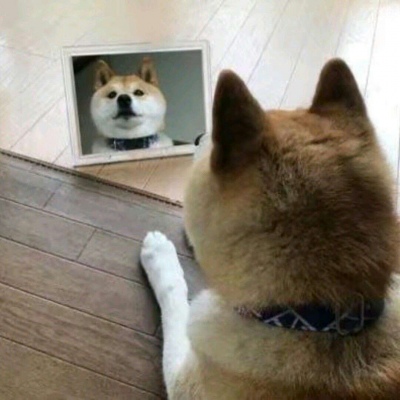 搞怪可爱的萌宠动物微信头像