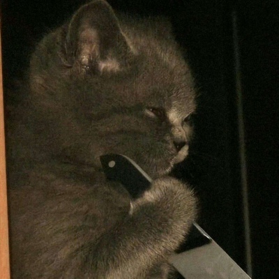 搞怪可爱的萌宠动物微信头像