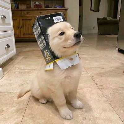 搞怪可爱的萌宠动物微信头像