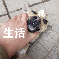 狗村的希望微信表情包