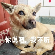 狗村的希望微信表情包