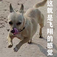 狗村的希望微信表情包