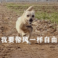 狗村的希望微信表情包