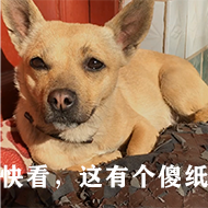 狗村的希望微信表情包