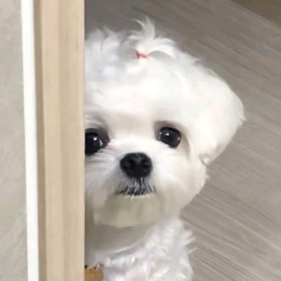 个性搞怪的萌宠可爱微信头像