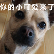 狗村的希望微信表情包