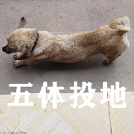 狗村的希望微信表情包