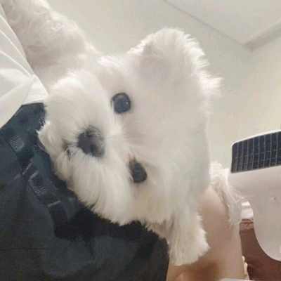 个性搞怪的萌宠可爱微信头像