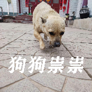狗村的希望微信表情包