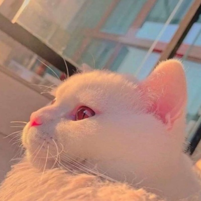 最新可爱萌宠个性微信头像