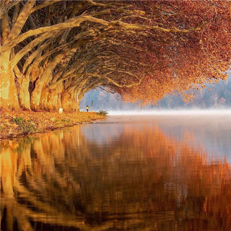 秋意渐浓的枫叶唯美微信朋友圈配图