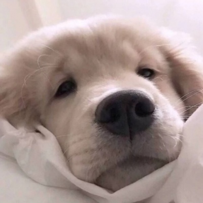 最新可爱萌宠个性微信头像