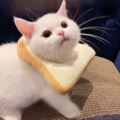 最新可爱萌宠个性微信头像